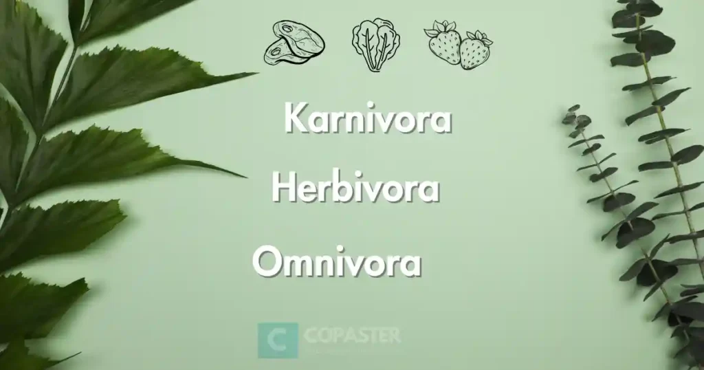 omnivora, karnivora dan herbivora