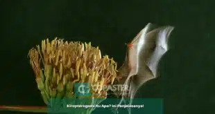 Polinasi oleh kelelawar