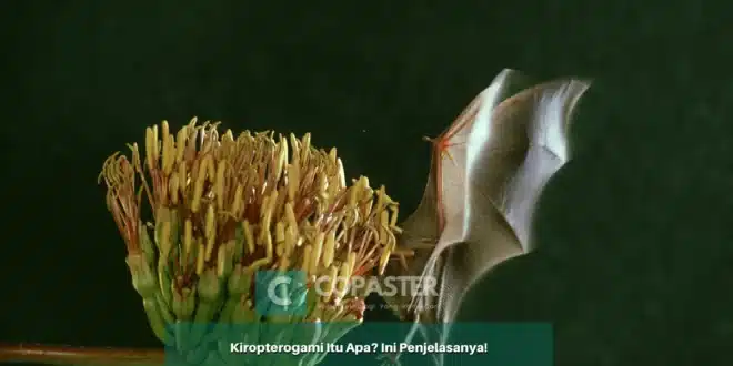 Polinasi oleh kelelawar