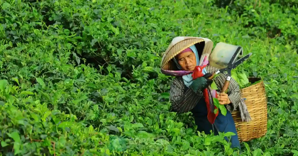 Kebun TEh